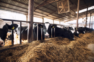 Cursos agricultura y ganadería granada. Vacas comiendo en la granja