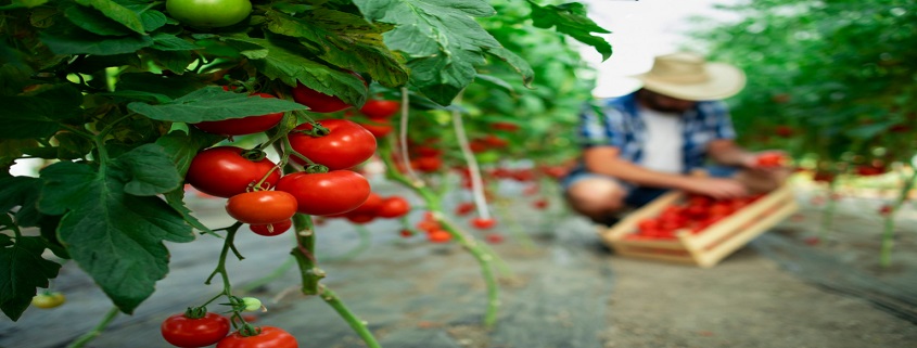 cursos agricultura y ganadería granada. hombre recolectando tomates