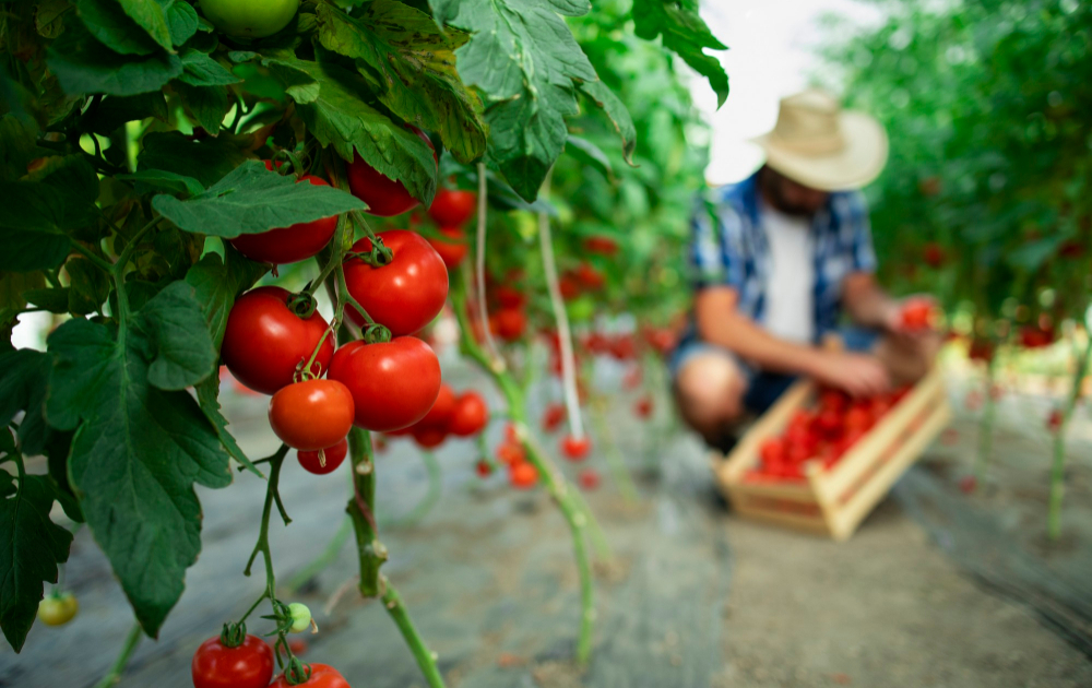 Agricultura y Ganadería. Hombre recogiendo tomates.